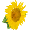 sunflower-6A8YJ9G.png sunflower-6A8YJ9G.png